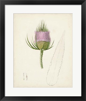 Framed Watercolor Botanical Sketches VIII Print