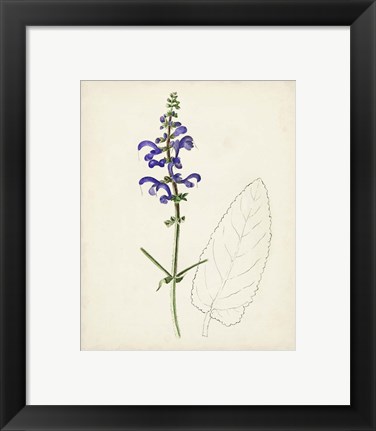 Framed Watercolor Botanical Sketches X Print