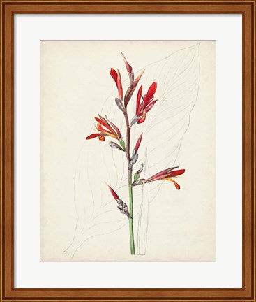 Framed Watercolor Botanical Sketches XII Print