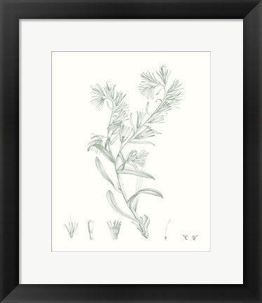 Framed Botanical Study in Sage II Print