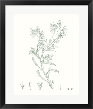 Framed Botanical Study in Sage II Print