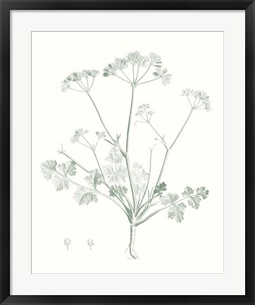 Framed Botanical Study in Sage IV Print