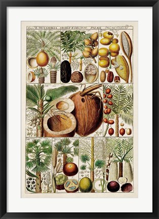 Framed Palm Tree Chart Print