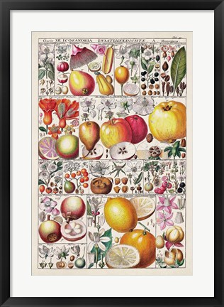 Framed Fruit Chart Print