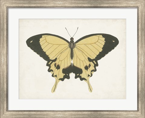 Framed Beautiful Butterfly I Print