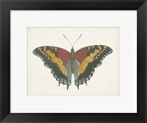 Framed Beautiful Butterfly IV Print