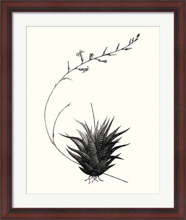 Framed Graphic Succulents I Print