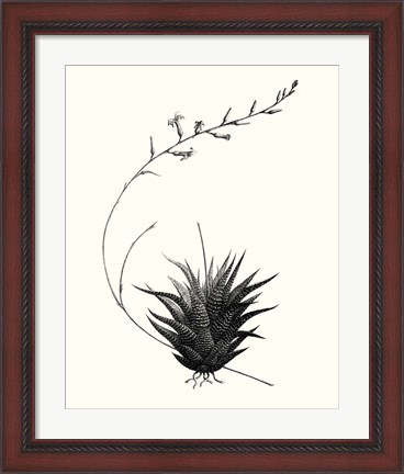Framed Graphic Succulents I Print