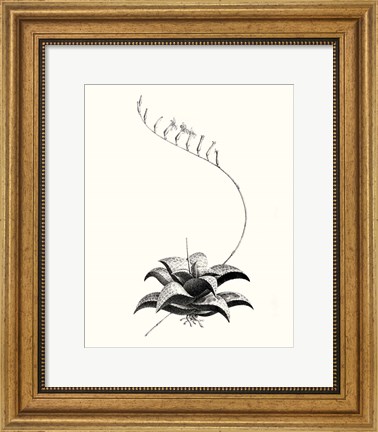 Framed Graphic Succulents II Print