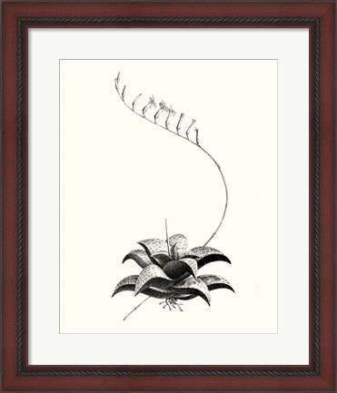 Framed Graphic Succulents II Print