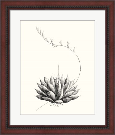 Framed Graphic Succulents IV Print