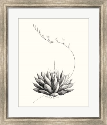 Framed Graphic Succulents IV Print