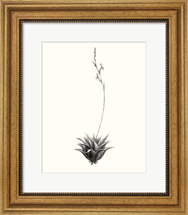 Framed Graphic Succulents VI Print