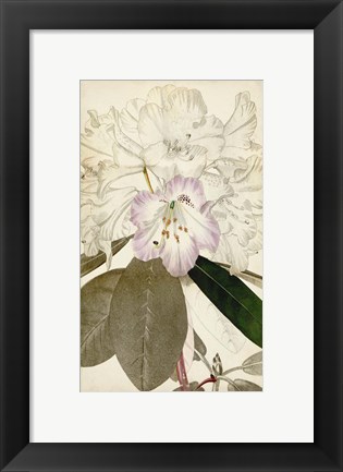 Framed Silvery Botanicals IV Print