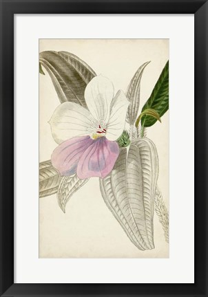 Framed Silvery Botanicals VII Print