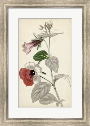 Framed Silvery Botanicals X Print