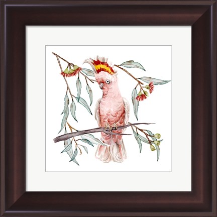 Framed Pink Cockatoo I Print