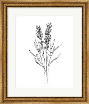 Framed Field Flower II Print