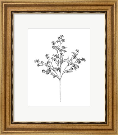 Framed Field Flower IV Print