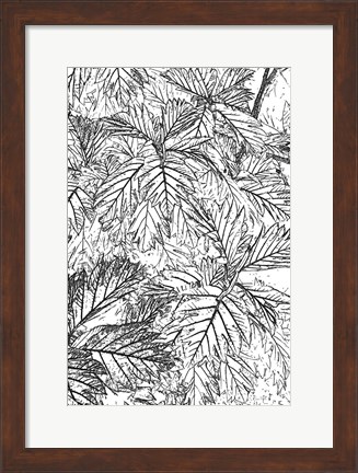 Framed Botanical BW I Print
