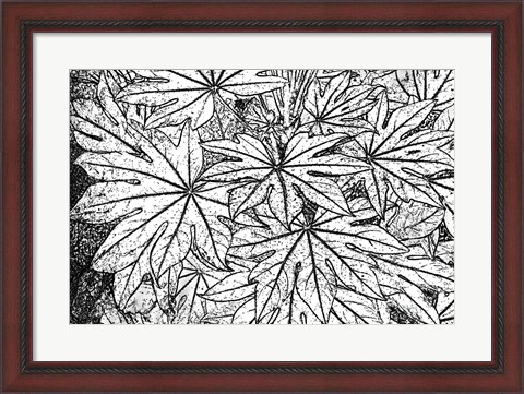 Framed Botanical BW II Print