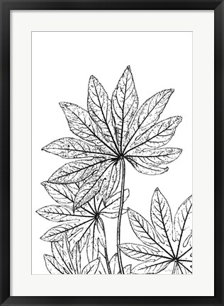 Framed Botanical BW III Print