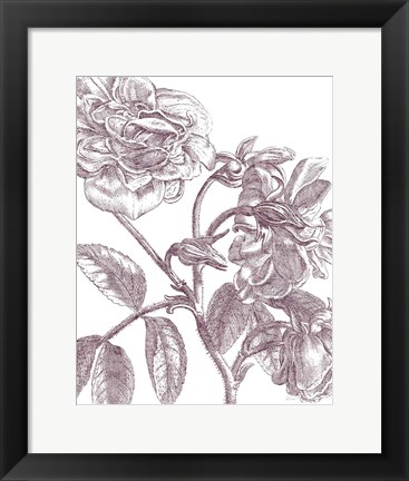 Framed Belle Fleur I Plum Crop Print