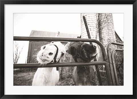 Framed Hey Donkeys I Print