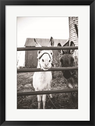 Framed Donkeys Print