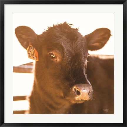 Framed Baby Cow I Print