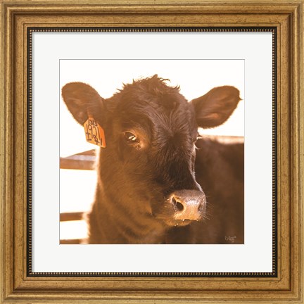 Framed Baby Cow I Print