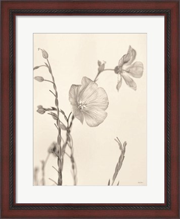Framed Faded Flower II Print