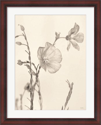 Framed Faded Flower II Print