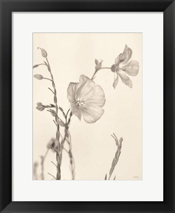 Framed Faded Flower II Print