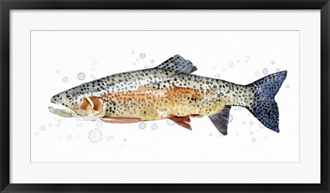 Framed Watercolor Rainbow Trout II Print
