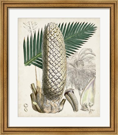 Framed Sago Palms II Print
