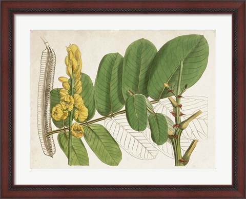 Framed Tropical Foliage &amp; Fruit II Print