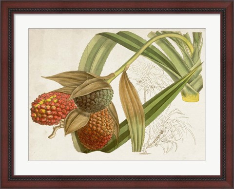 Framed Tropical Foliage &amp; Fruit III Print