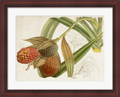 Framed Tropical Foliage &amp; Fruit III Print