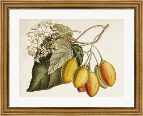 Framed Tropical Foliage &amp; Fruit IV Print