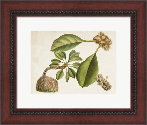 Framed Tropical Foliage &amp; Fruit V Print