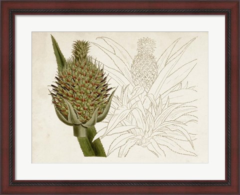 Framed Tropical Foliage &amp; Fruit VI Print