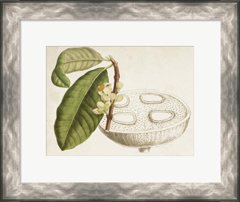 Framed Tropical Foliage &amp; Fruit VII Print