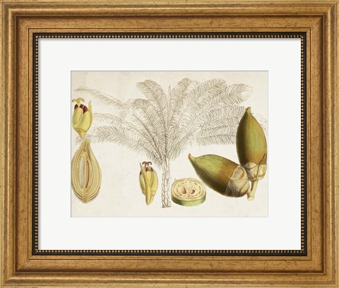 Framed Tropical Foliage &amp; Fruit VIII Print