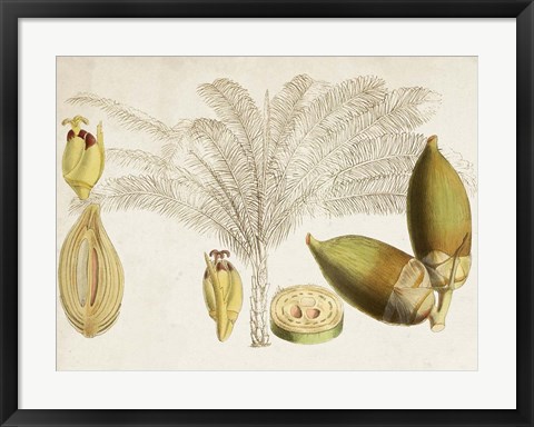 Framed Tropical Foliage &amp; Fruit VIII Print