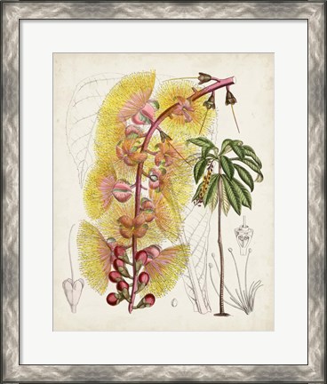 Framed Delicate Tropicals VII Print