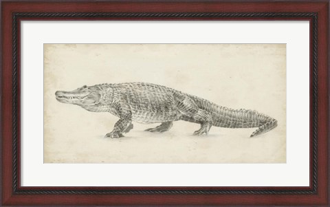 Framed Alligator Sketch Print