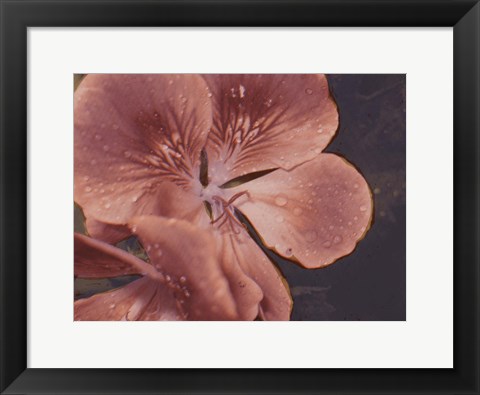 Framed Garden Geraniums I Print