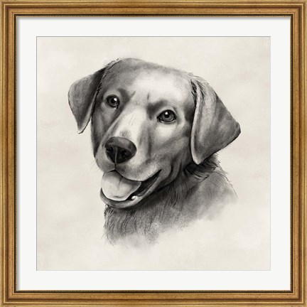 Framed Charcoal Labrador II Print