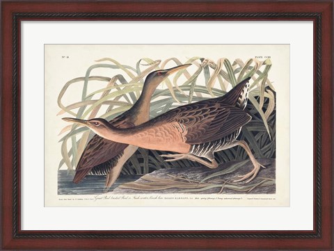 Framed Pl. 203 Great Red-breasted Rail Print